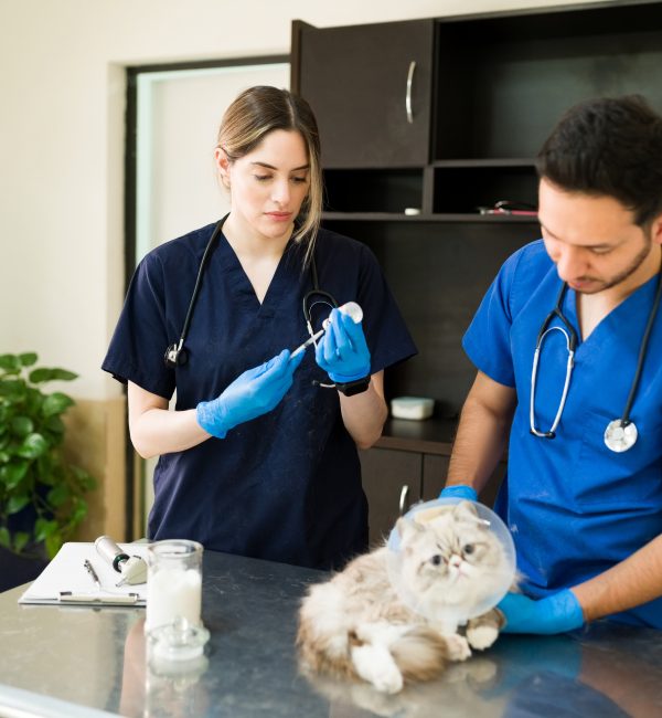 Caucasian professional vet preparing a syringe to put a vaccine to a white persian cat with a recovery cone. Latin man veterinarian examining a fluffy pet at the vet clinic