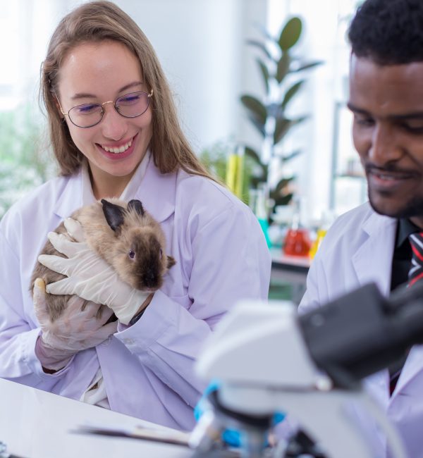 Scientist or pharmacist do research chemical ingredients test on animal in laboratory. rabbit in scientific lab experiment.